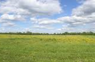 field pic
